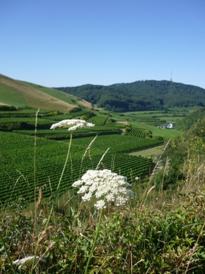 kaiserstuehl