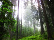 Bavarian Forest