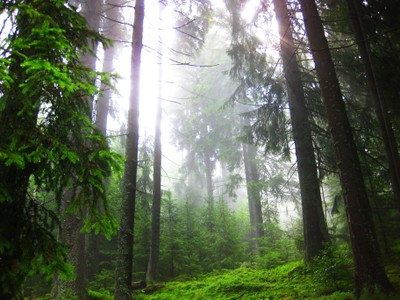 Bavarian Forest 2